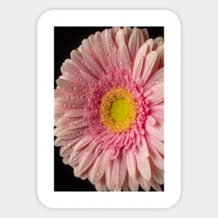 Dew Covered Pink Daisy Sticker